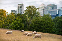 Domestic sheep (Ovis aries) grazing on urban pasture, Mudchute Farm, Isle of Dogs, London, England, UK, August. Did you know? The domestication of sheep is hugely important to humans - more than a bil...