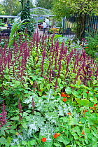 Salad bed at Brockwell Park Community Garden, London, England, UK, August