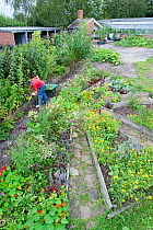 Woman clearing weeds from raised beds, Brockwell Park Community Garden, London, England, UK, August