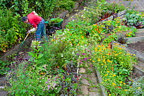 Woman clearing weeds from raised beds, Brockwell Park Community Garden, London, England, UK, August