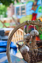 Garlic (Allium sativum) bulbs hanging from a vegetable basket handle, drying, Evelyn Community Gardens, Deptford, London, England, UK, September