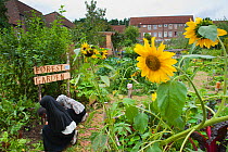 People working and looking around in Evelyn Community Gardens, with Sunflowers (Helianthus annus) Deptford, London, England, UK, August 2011.