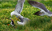 Lesser black-back gulls (Larus fuscus) stealing fish from resistant Puffin (Fratercula arctica) returning to nest burrow on Staple Island, Farne Islands, Northumberland, June 2010.