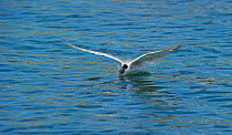 Arctic tern (Sterna paradisaea) catching fish with head partly submerged in water, Inner Farne, Farne Islands, Northumberland, June.