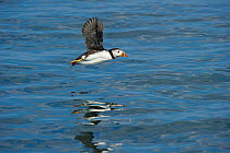 Puffin (Fratercula arctica) in low flight over sea with reflection in water, Farne Islands, Northumberland, June.