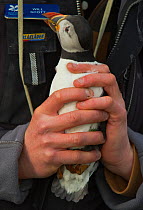 National Trust Warden holding Puffin (Fratercula arctica) during monitoring of nest burrows on Inner Farne, Farne Islands, Northumberland, October 2010, model released