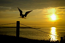 Arctic tern (Sterna paradisaea) silhouetted and landing on fence post at sunrise, with outer Farne Island group in background, Inner Farne, Farne Islands, Northumberland, June.