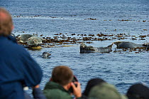 Tourists photographing Grey seal (Halichoerus grypus) from tour boat during trip to Farne Islands, Northumberland, June 2011.