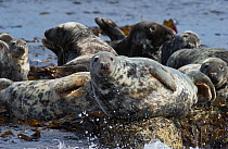 Grey seals (Halichoerus grypus) basking on Farne Islands, Northumberland, June.