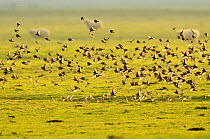 Flock of Linnets (Carduelis cannabina) in flight over grazing marsh, Elmley Nature Reserve, Kent, England, UK, September.
