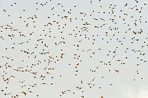 Flock of Linnets (Carduelis cannabina) in flight, Elmley Nature Reserve, Kent, England, UK, September.