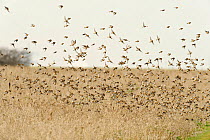 Flock of Linnets (Carduelis cannabina) flying up after feeding on conservation crop grown for farmland birds, Elmley Nature Reserve, Kent, England, UK, February.
