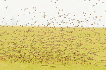 Flock of Linnets (Carduelis cannabina) taking-off from grazing marshes, Elmley Nature Reserve, Kent, England, UK, February.