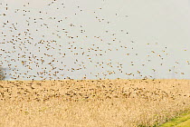 Flock of Linnets (Carduelis cannabina) landing on conservation crop grown for farmland birds, Elmley Nature Reserve, Kent, England, UK, February.