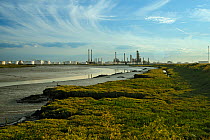 Edge of saltmarsh with oil storage depot in the background, Canvey Island, Essex, England, UK, February