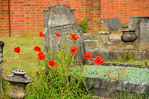 Common poppy (Papaver rhoeas) growing in cemetery, London, England, UK, June