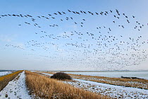 Dark-bellied brent geese (Branta bernicla) in flight, South Swale, Kent, England, UK, February. Did you know? UK brent geese are split into two populations with most 'dark bellied' from Siberia, and m...