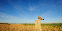 Short-eared owl (Asio flammeus) perched on post at edge of conservation margin and arable crop, Wallasea Island Wild Coast project, Essex, England, UK, January.