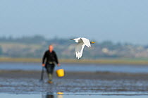 Little egret (Egretta garzetta) in flight with bait digger in background, Swale, Kent, England, UK, January.