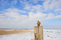 Kestrel (Falco tinnunculus) with Wood mouse (Apodemus sylvaticus) prey perched on post along edge of conservation margin and arable crop. With wood mouse prey. Wallasea Island Wild Coast project, Esse...