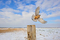 Kestrel (Falco tinnunculus) taking flight with Wood mouse (Apodemus sylvaticus) prey from post along edge of conservation margin and arable crop. With wood mouse prey. Wallasea Island Wild Coast proje...