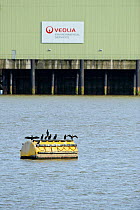 Common cormorants (Phalocrocorax carbo) perched on buoy with industrial buildings in the background, River Thames, London, England, UK, December.
