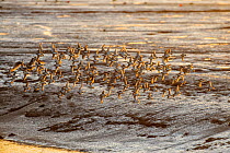 Flock of Knot (Calidris canutus) in flight over mudflats, Leigh-on-Sea, Essex, England, UK, December.