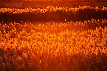 Reed bed at sunset, South Swale Nature Reserve, Kent, England, UK, December. Did you know? Wetlands globally provide trillions of dollars' worth of services such as absorbing carbon and filtering wate...