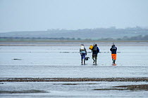 Three men walking out to go bait digging on mud flats, South Swale, Kent, England, UK, November.