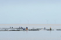 Bait digging on mud flats, with wind turbines in background, South Swale, Kent, England, UK, December