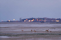 Black-tailed godwits (Limosa limosa) on mudflats at dusk ,with town of Whitstable in background, South Swale Nature Reserve, Kent, England, UK, October.