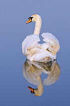 Mute swan (Cygnus olor), Kent, England, UK, March (This image may be licensed either as rights managed or royalty free.)