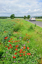 Common poppies (Papaver rhoeas) and Common mallow (Malva sylvestris) growing on roadside verge, Kent, England, UK, March.