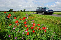Common poppes (Papaver rhoeas) and Common mallow (Malva sylvestris) growing on roadside verge, Kent, England, UK, March.