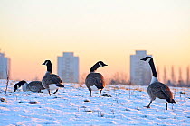 Canada geese (Branta canadensis) grazing in snow, Reddish Vale, Manchester, England, UK, March. Did you know? Canada geese can fly up to 1500 miles in just 24 hours if the wind is favourable.