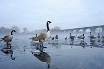 Canada geese (Branta canadensis) standing on frozen lake, Reddish Vale, Manchester, England, UK, December, (This image may be licensed either as rights managed or royalty free.)