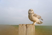 Short-eared owl (Asio flammeus) perched on post at edge of conservation margin and arable crop, Wallasea Island Wild Coast project, Essex, England, UK, December