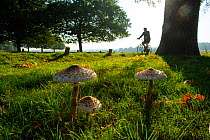 Parasol mushrooms (Lepiota procera), Richmond Park, London, England, UK, September. Did you know? One way to identify mushrooms is the colour of the spores, for example this mushroom's spores are whit...