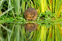 Water Vole (Arvicola terrestris), Kent, England, UK, March. Did you know? Water voles consume approximately 80% of their body weight a day.
