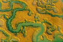 Water channels making patterns in saltmarsh, seen from the air. Abbotts Hall Farm, Essex, UK, April 2012. (This image may be licensed either as rights managed or royalty free.)
