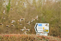 Flock of Waxwings (Bombycilla garrulus) flying over a hedge with Cotoneaster (Cotoneaster integerrimus) berries, Whitstable, Kent, England, UK, January. Did you know? Waxwings are so called for the re...