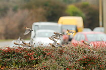 Flock of Waxwings (Bombycilla garrulus) landing on a hedge with Cotoneaster (Cotoneaster integerrimus) berries in a supermarket car park, Whitstable, Kent, England, UK, January