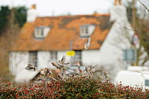 Flock of Waxwings (Bombycilla garrulus) landing on a hedge with Cotoneaster (Cotoneaster integerrimus) berries in a supermarket car park, Whitstable, Kent, England, UK, January