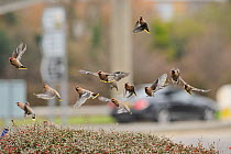 Flock of Waxwings (Bombycilla garrulus) taking off from a hedge with Cotoneaster (Cotoneaster integerrimus) berries in a supermarket car park, Whitstable, Kent, England, UK, January