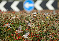 Flock of Waxwings (Bombycilla garrulus) feeding on a hedge with Cotoneaster (Cotoneaster integerrimus) berries in a supermarket car park, Whitstable, Kent, England, UK, January