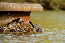 Coots (Fulica atra) on nest, Regents Park, London, England, UK, February
