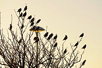 Flock of Waxwings (Bombycilla garrulus) silhouetted, perched in a tree, Whitstable, Kent, England, UK, January