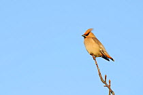 Waxwing (Bombycilla garrulus) perched in a tree, Whitstable, Kent, England, UK, February