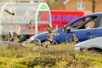 Flock of Waxwings (Bombycilla garrulus) taking off from a low Cotoneaster (Cotoneaster integerrimus) hedge in a supermarket car park, Whitstable, Kent, England, UK, January