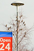 Flock of Waxwings (Bombycilla garrulus) perched in a tree in a supermarket car park, Whitstable, Kent, England, UK, January